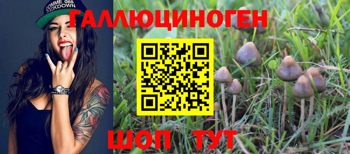 Галлюциногенные грибы Psilocybine cubensis Аксай